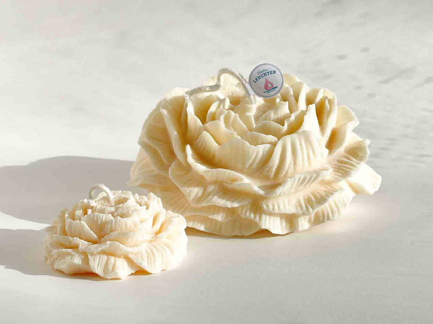 Pfingstrose klein in Geschenkverpackung