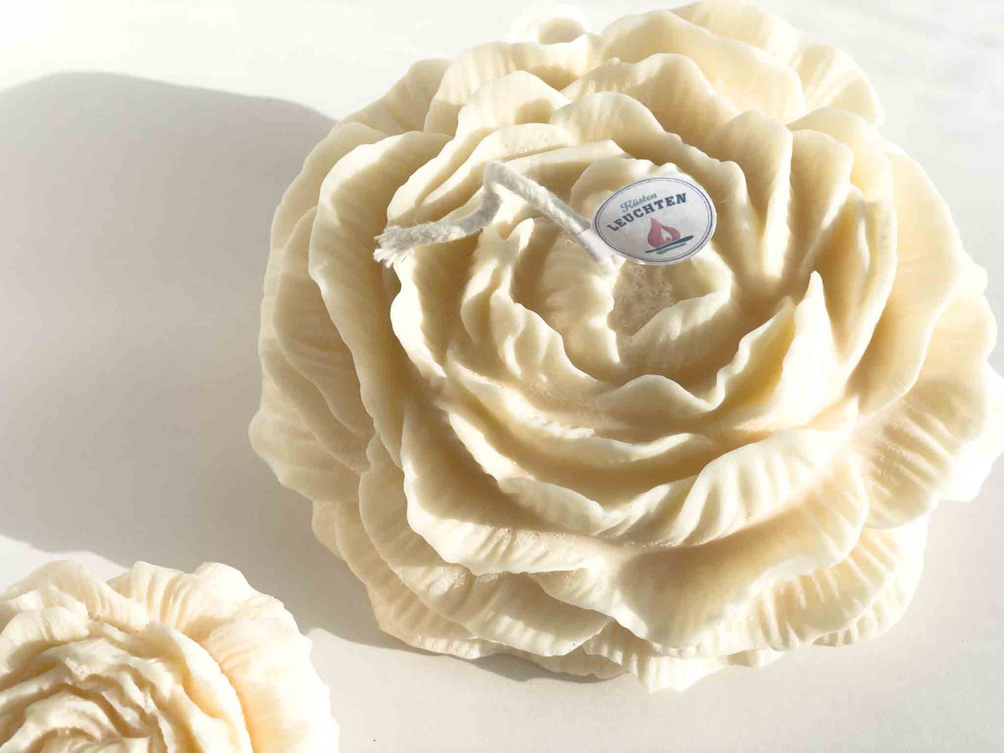 Pfingstrose groß in Geschenkverpackung