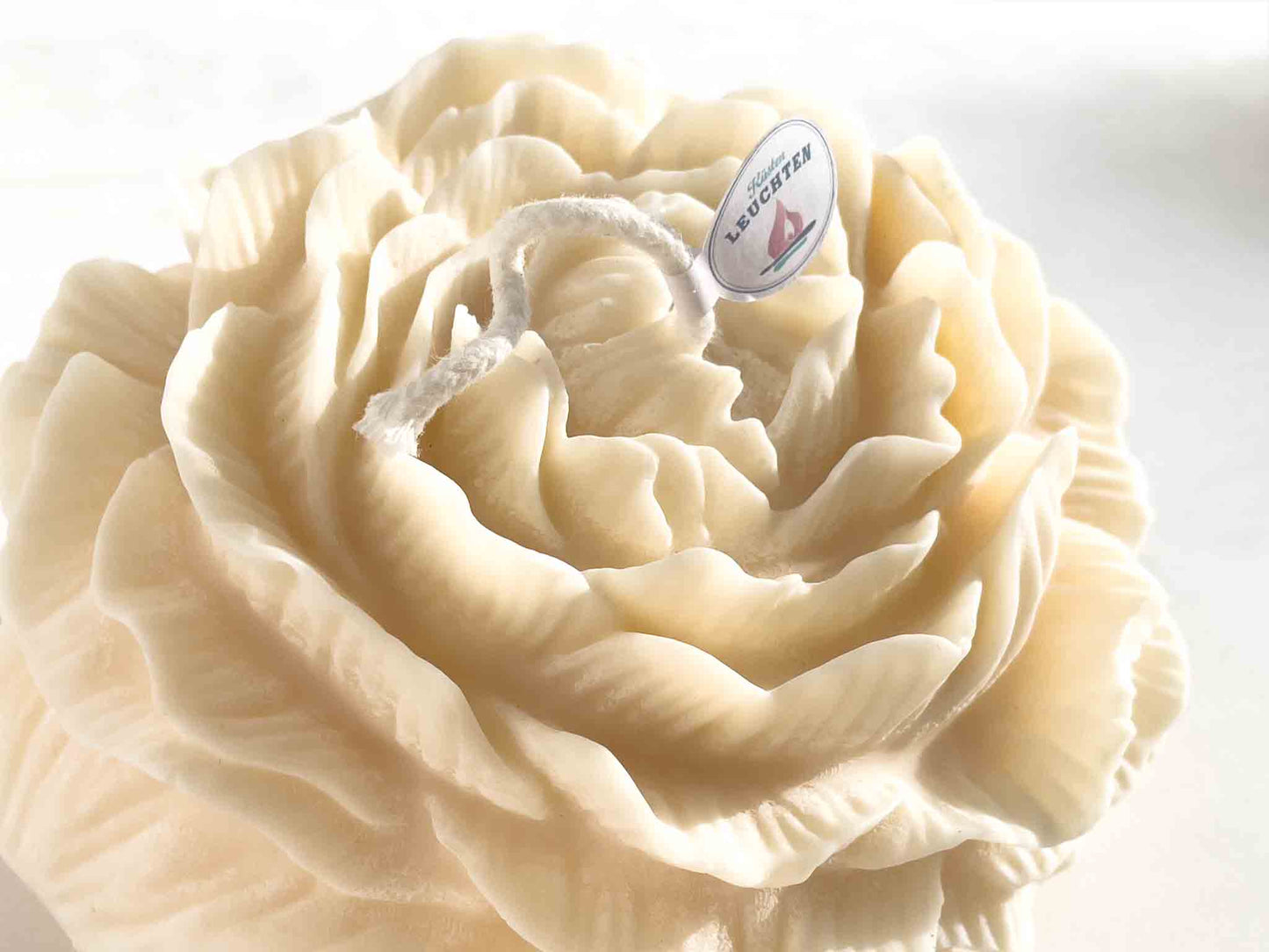 Pfingstrose groß in Geschenkverpackung