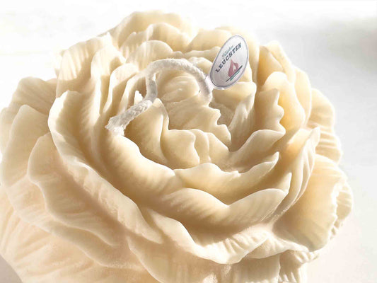 Pfingstrose groß in Geschenkverpackung