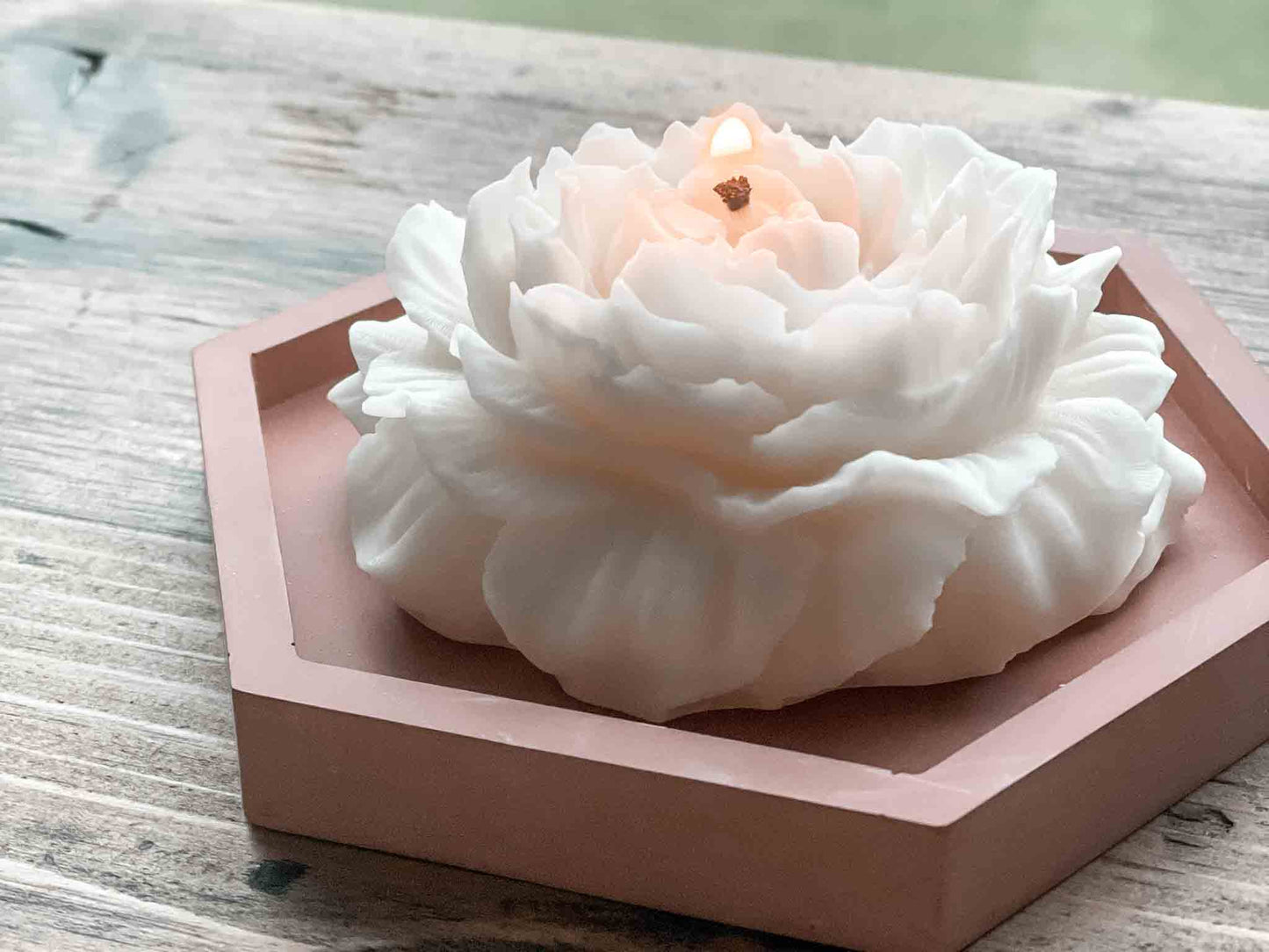 Pfingstrose klein in Geschenkverpackung